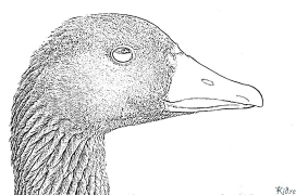 Goose Printable Coloring Nplooj Ntawv